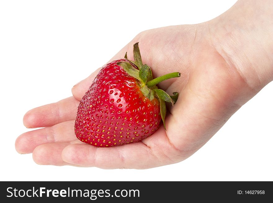 Ripe strawberry in the child's hand isolated over white background. Ripe strawberry in the child's hand isolated over white background