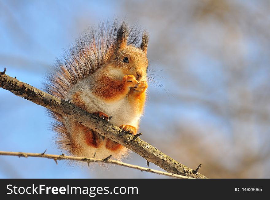 Red squirrel on a tree.