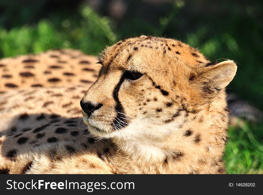 Very angry cheetah on a grass.