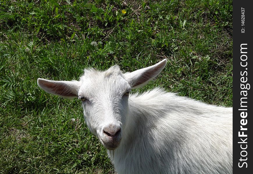 Head of goats on a background of green grass