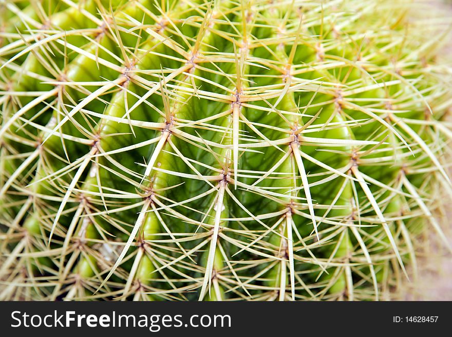 In a photo the cactus part is represented