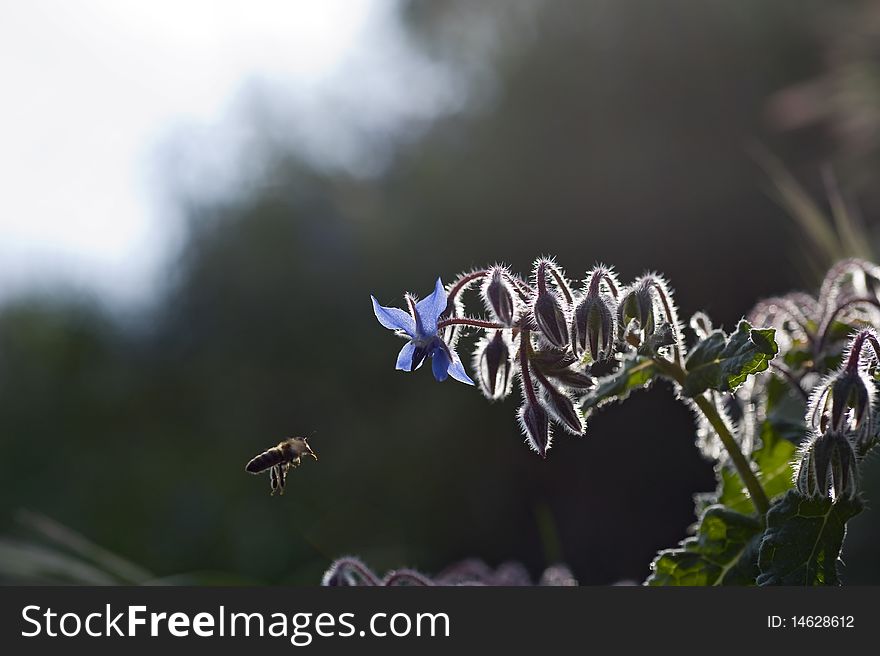 Bee and borage in back light