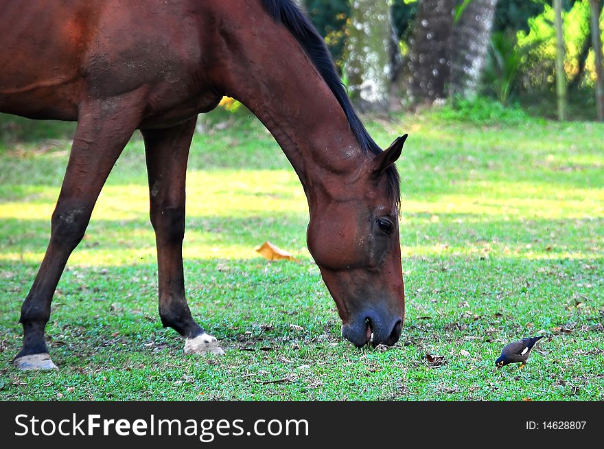 Horse and Bird Feeding Together