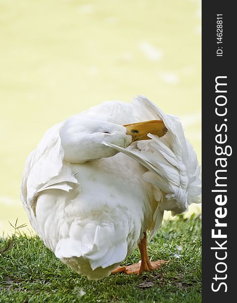 This image shows a goose doing the cleaning of the feathers, in the morning. This image shows a goose doing the cleaning of the feathers, in the morning
