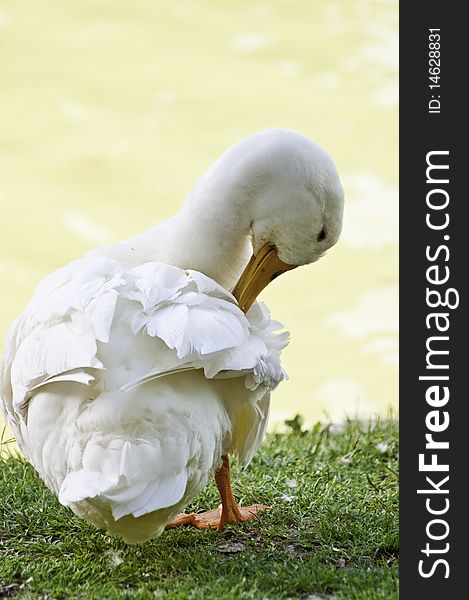 This image shows a goose doing the cleaning of the feathers, in the morning. This image shows a goose doing the cleaning of the feathers, in the morning