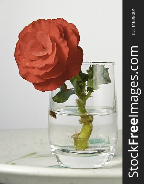 This image shows a small flower in a glass,. This image shows a small flower in a glass,