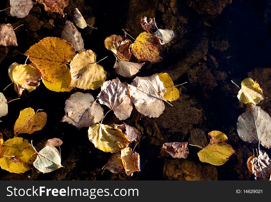 Golden fall leaves in dark water