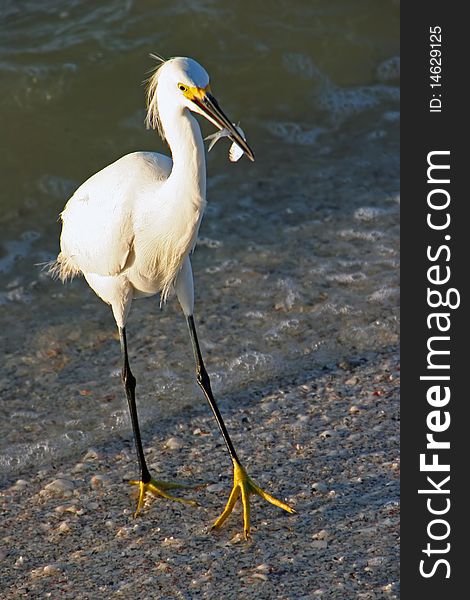 Snowy Egret with fish in beak Sanibel Florida