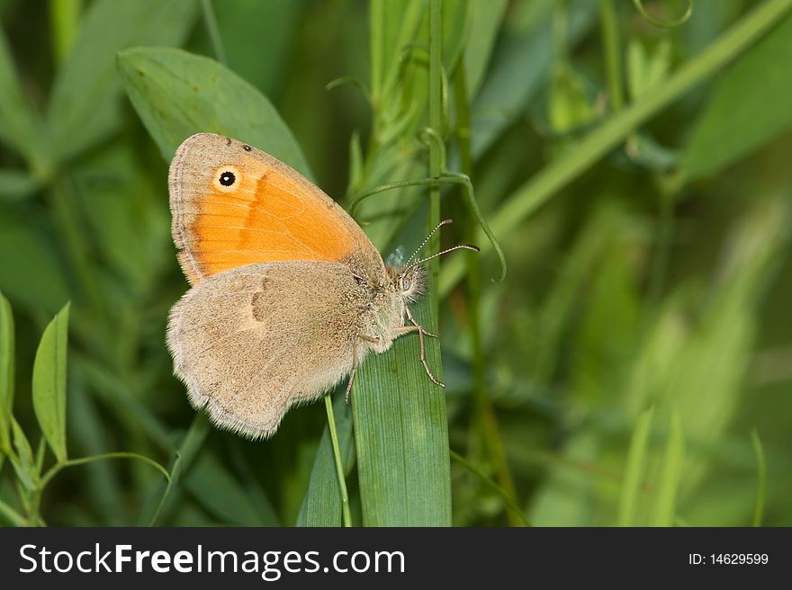 Small heath / Coenonympha pamphilus