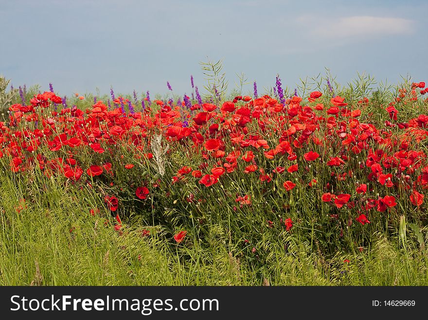 Red poppies on green field in summer
