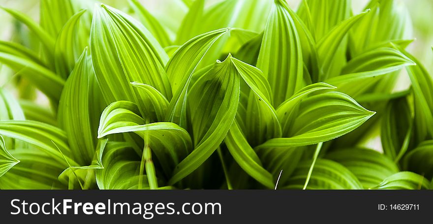Green vital plant close up