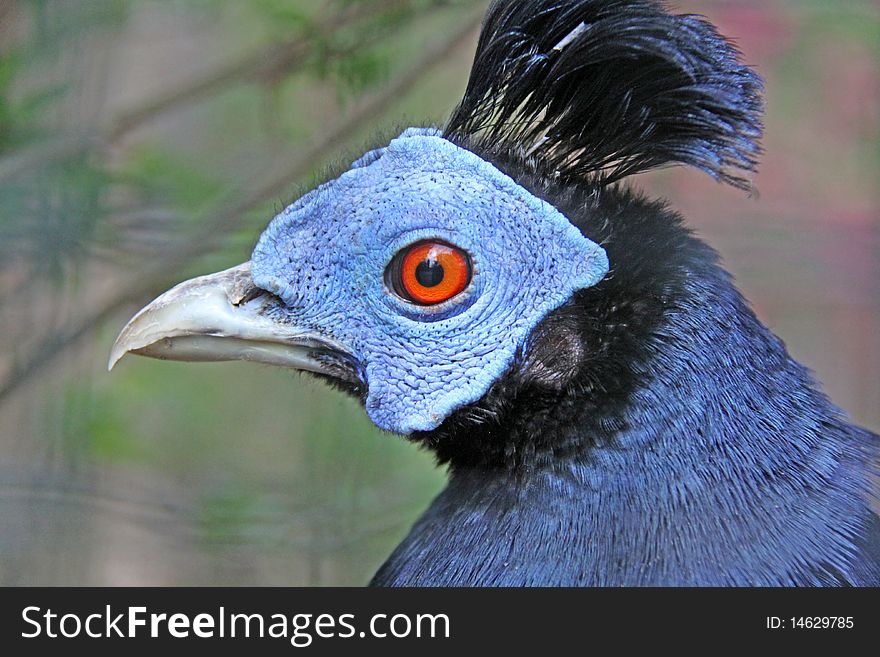 Portrait of malaysian hood pheasant. Portrait of malaysian hood pheasant