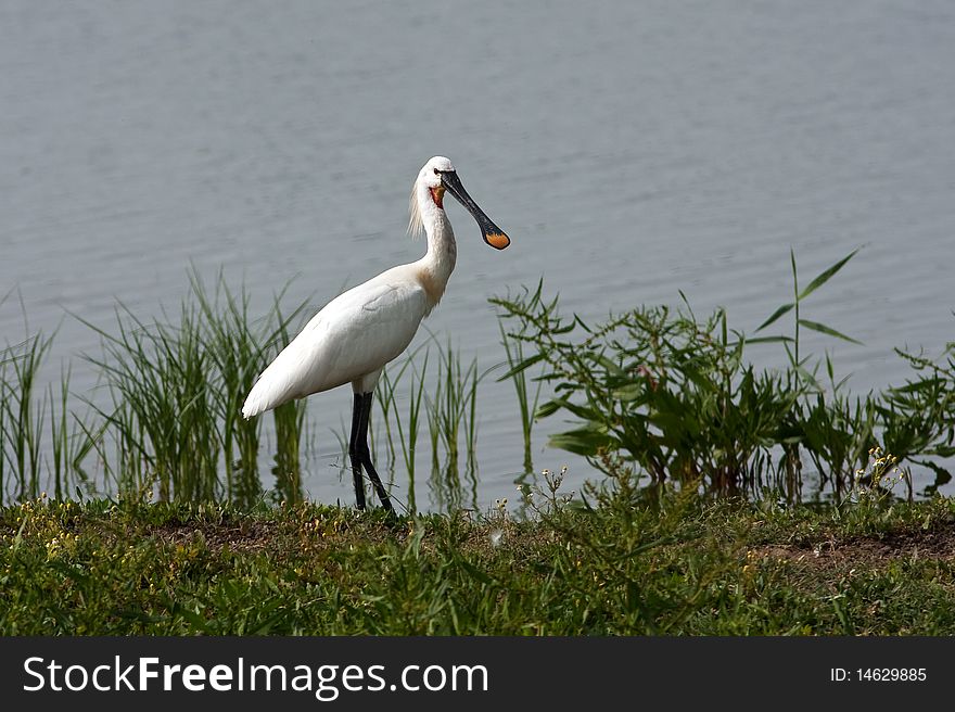 Spoonbill (Platalea leucorodia) looking for food