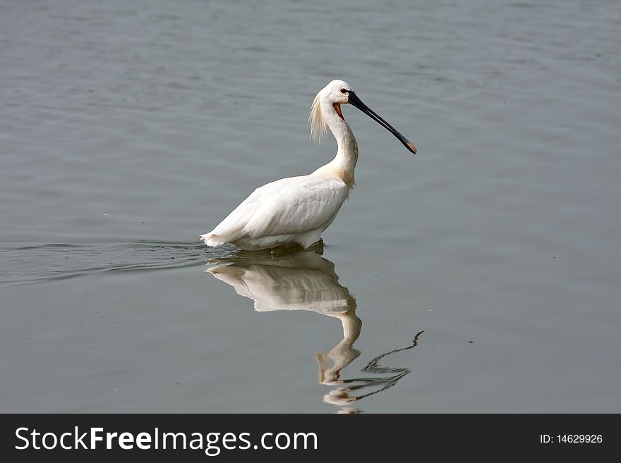 Spoonbill (Platalea leucorodia) looking for food