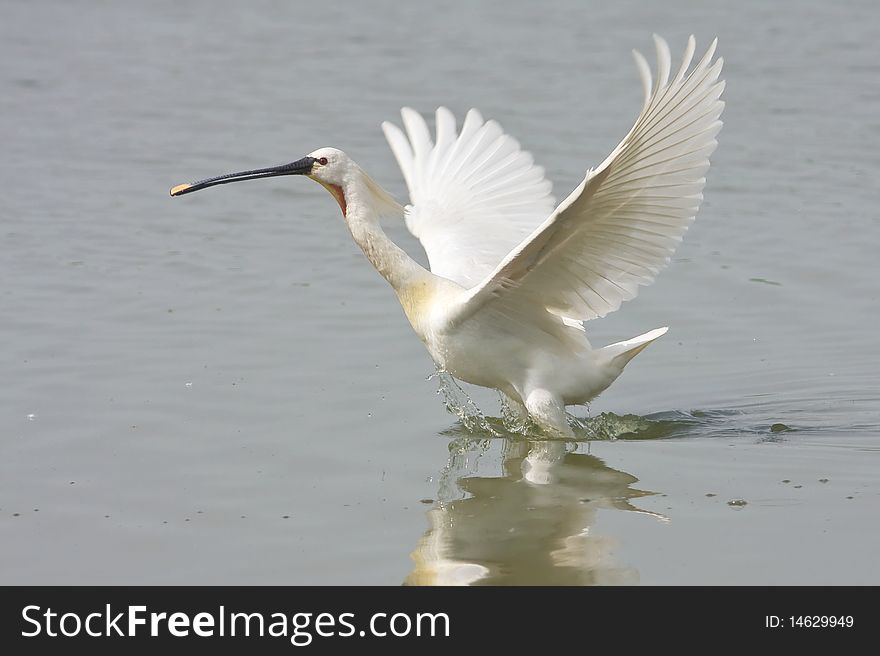 Spoonbill (Platalea leucorodia) in flight