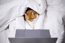 Red Cat Lying In Bed With Laptop Stock Image Red Cat Lying In Bed With Laptop Stock Image