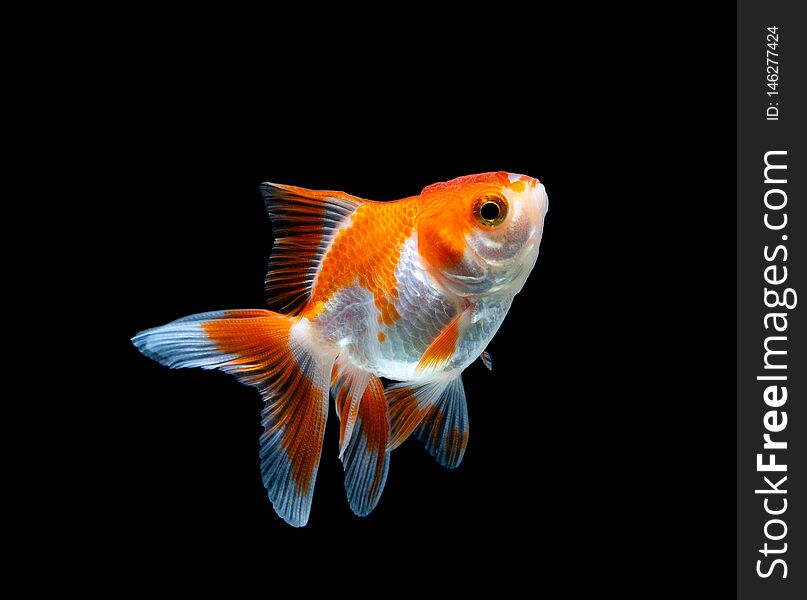 goldfish isolated on a dark black background