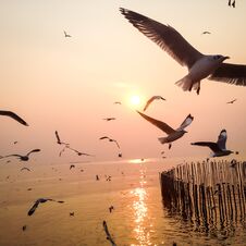 Free Seagulls Fly In A Flock, To Escape The Cold Of The North Sea Stock Image - 146281121