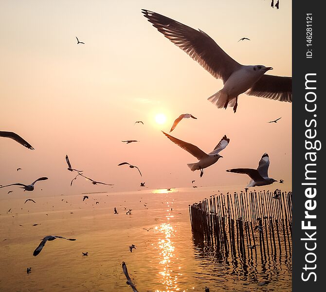 Seagulls fly in a flock, to escape the cold of the North Sea to get warm in the winter of Asia`s mangroves, sea mud evening sun near fall