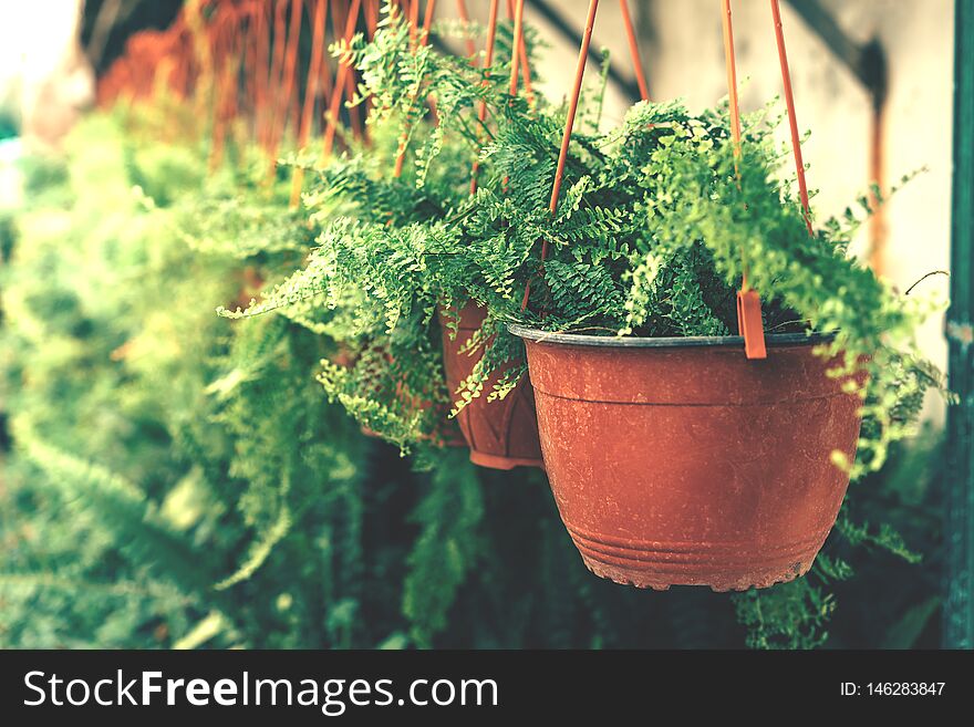 Potted fern in the greenhouse