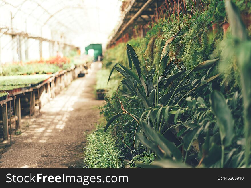 Greenhouse With Plants