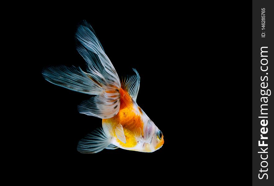 goldfish isolated on a dark black background