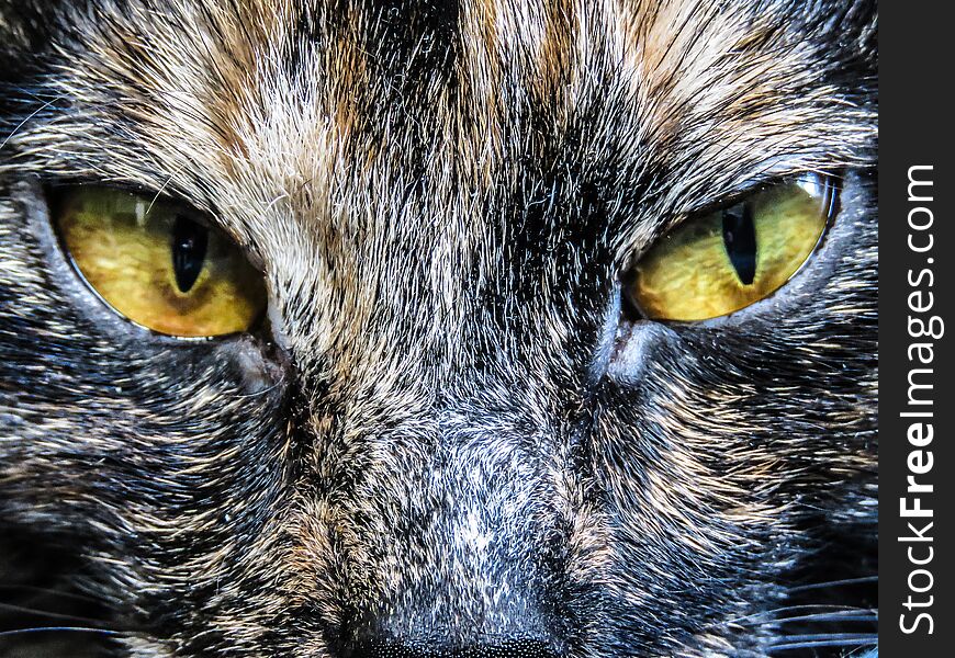 Tortoiseshell cat closeup