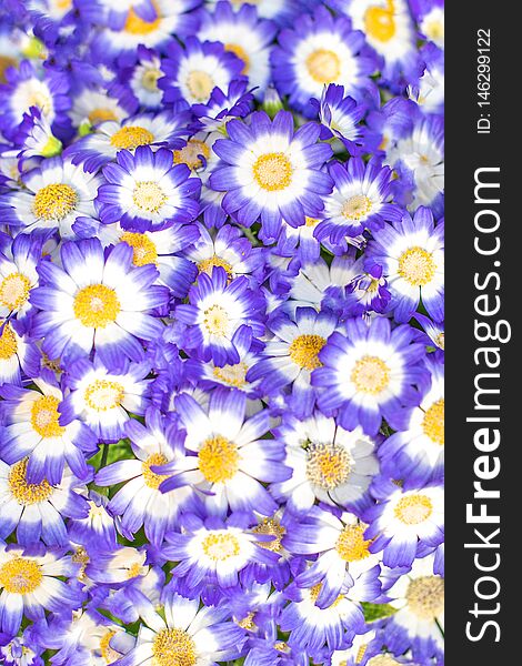 Blue Flower background. Cute  colorful flowers Pattern