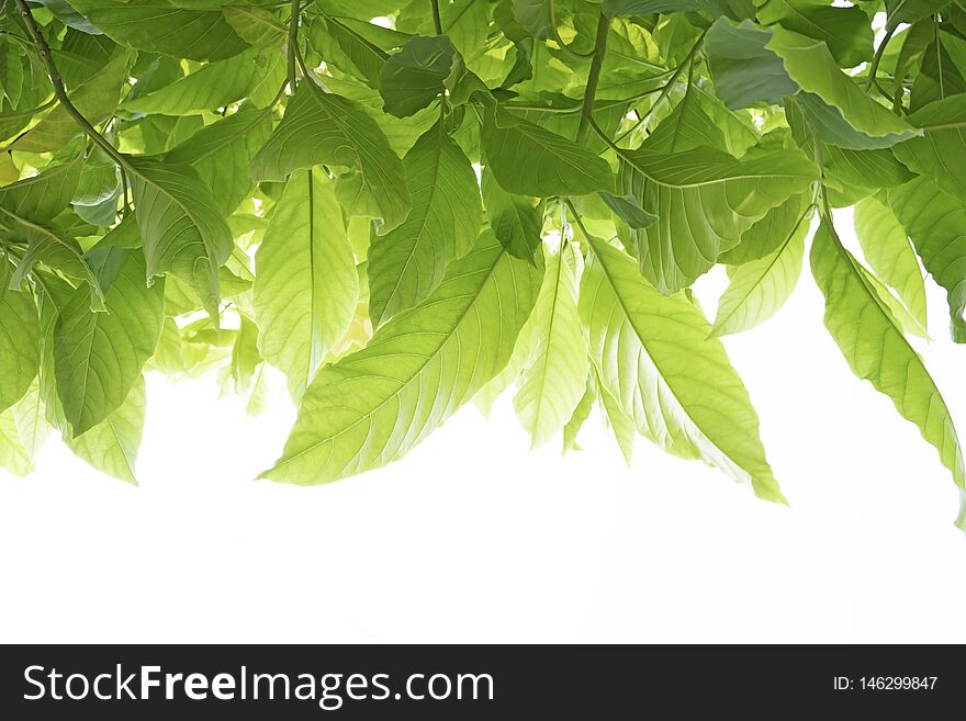 Many green leaves Isolated on white background.soft focus. Pisonia grandis