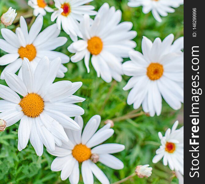 Bright Flower Background.  Daisy Flower On Green Meadow Close Up. Summer Poster