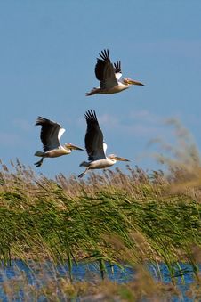 Pelicans (pelecanus Onocrotalus) Stock Images Pelicans (pelecanus Onocrotalus) Stock Images