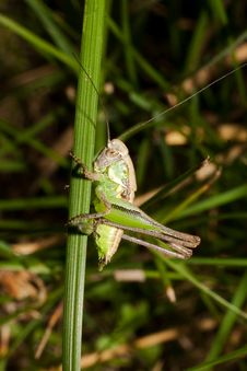 A Green Grasshopper On The Grass Royalty Free Stock Photos