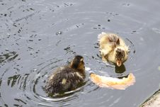 Two Wet Ducklings Royalty Free Stock Image Two Wet Ducklings Royalty Free Stock Image