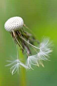 Dandelion Royalty Free Stock Images Dandelion Royalty Free Stock Images