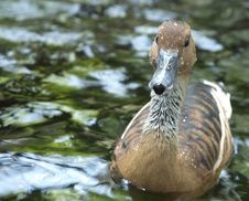 Wet Brown Duck Stock Image