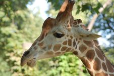 Giraffe Head Royalty Free Stock Photography