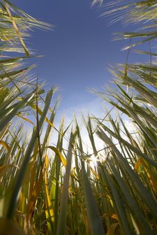 Wheat Field, Harvest Royalty Free Stock Photo Wheat Field, Harvest Royalty Free Stock Photo