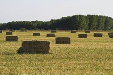 Wheat Field, Harvest Stock Photography Wheat Field, Harvest Stock Photography