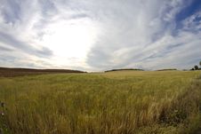 Wheat Field, Harvest Royalty Free Stock Photos Wheat Field, Harvest Royalty Free Stock Photos