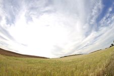 Wheat Field, Harvest. Stock Photo