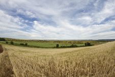 Wheat Field, Harvest. Royalty Free Stock Photos Wheat Field, Harvest. Royalty Free Stock Photos