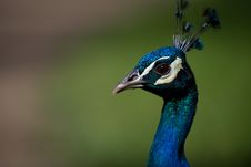 A Proud Peacock Royalty Free Stock Photo A Proud Peacock Royalty Free Stock Photo
