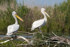 Dalmatian Pelican, Pair, Resting Royalty Free Stock Photography Dalmatian Pelican, Pair, Resting Royalty Free Stock Photography