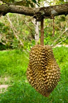 Durian, King Of Tropical Fruit Royalty Free Stock Photo Durian, King Of Tropical Fruit Royalty Free Stock Photo