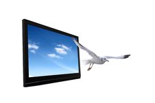 High Definition Royalty Free Stock Photography High Definition Royalty Free Stock Photography
