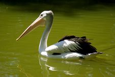 Pelican On Water Royalty Free Stock Photo Pelican On Water Royalty Free Stock Photo