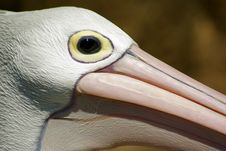 Pelican Head Royalty Free Stock Photo Pelican Head Royalty Free Stock Photo