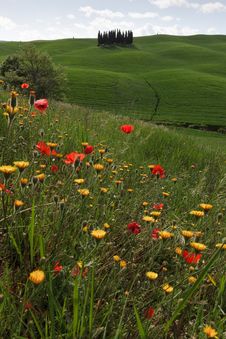 Cypress - Val D Orcia - Tuscany Stock Image Cypress - Val D Orcia - Tuscany Stock Image