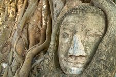 Head Of Buddha Statue In Tree, Ayutthaya Royalty Free Stock Image Head Of Buddha Statue In Tree, Ayutthaya Royalty Free Stock Image