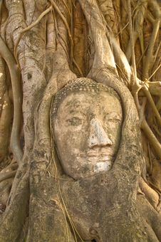 Head Of Buddha Statue In Tree, Ayutthaya Royalty Free Stock Image Head Of Buddha Statue In Tree, Ayutthaya Royalty Free Stock Image